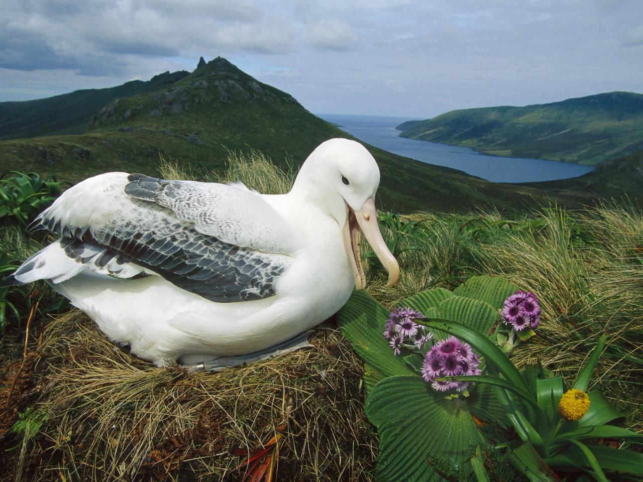 обои Royal Albatross, Campbell Island, New Zealand фото