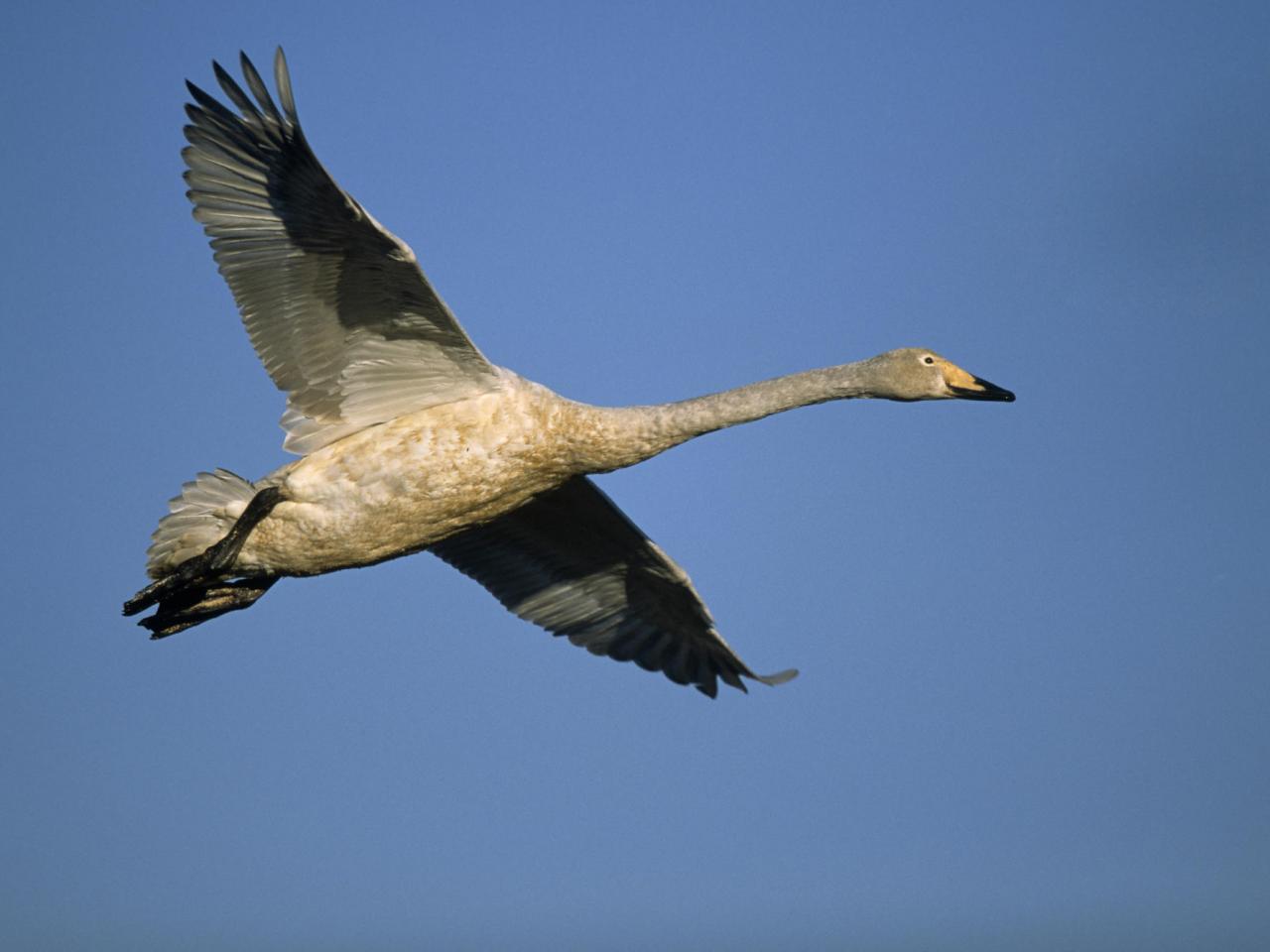 обои Swan in Flight, Sweden фото