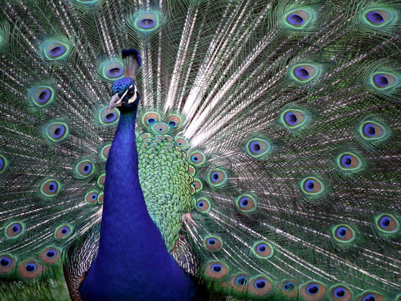 обои The Colors of Pride, Proud Peacock фото