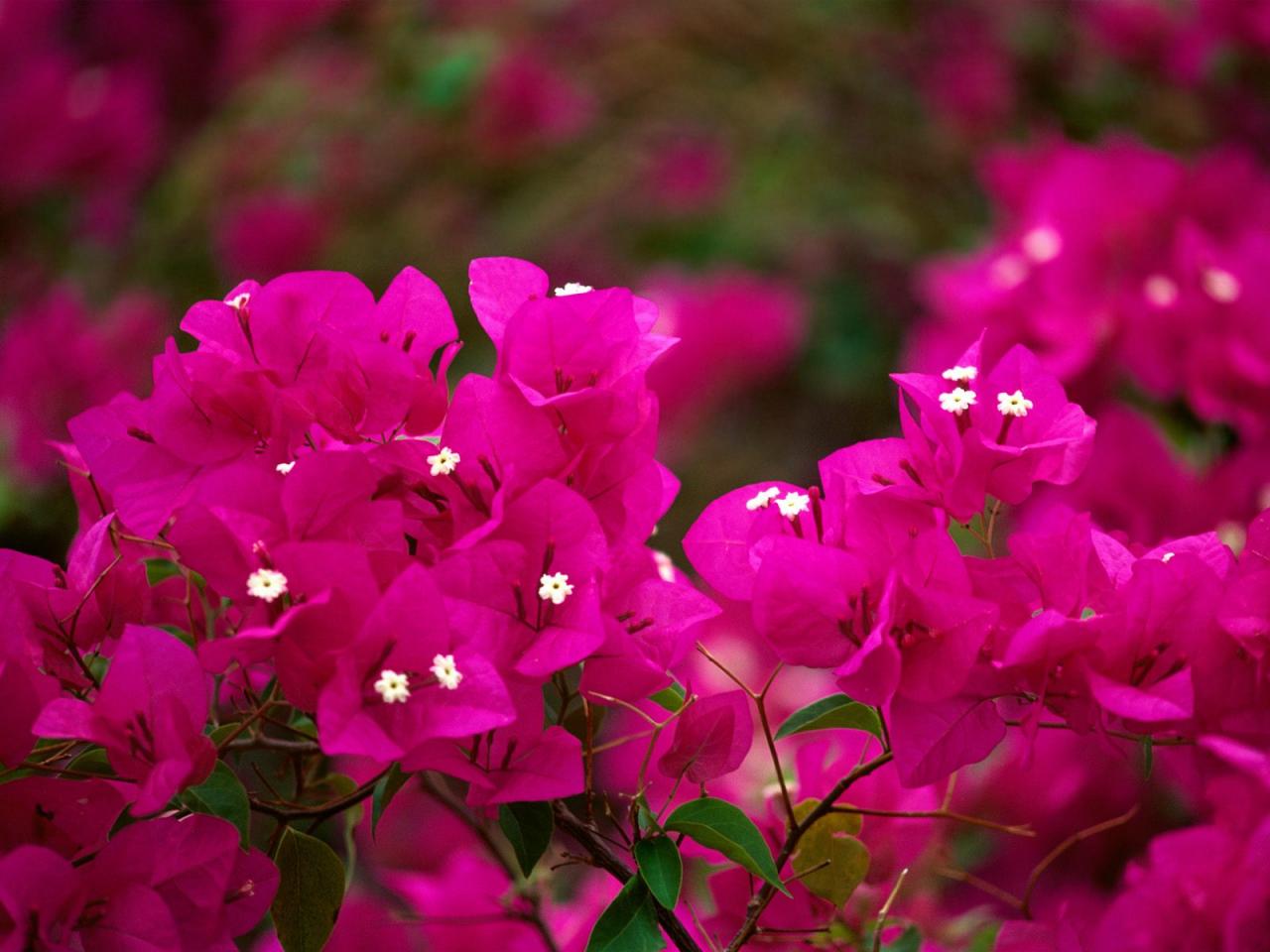 обои Bougainvillea фото