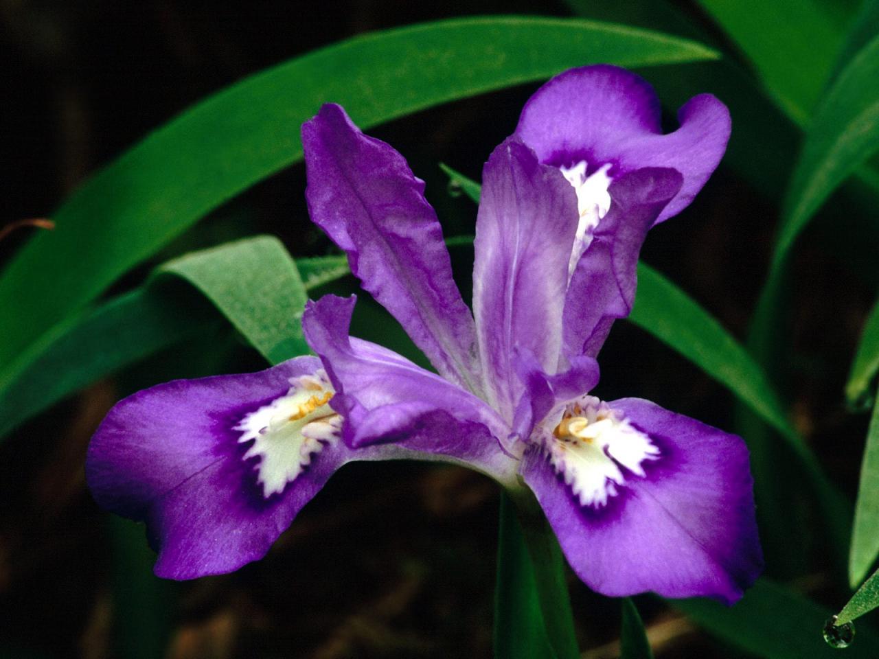 обои Crested Dwarf Iris фото