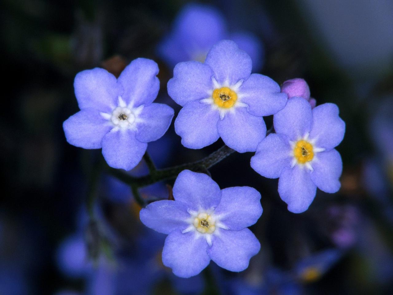 обои Forget-Me-Nots фото