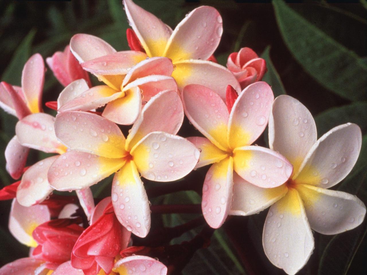 обои Hawaiian Plumeria фото