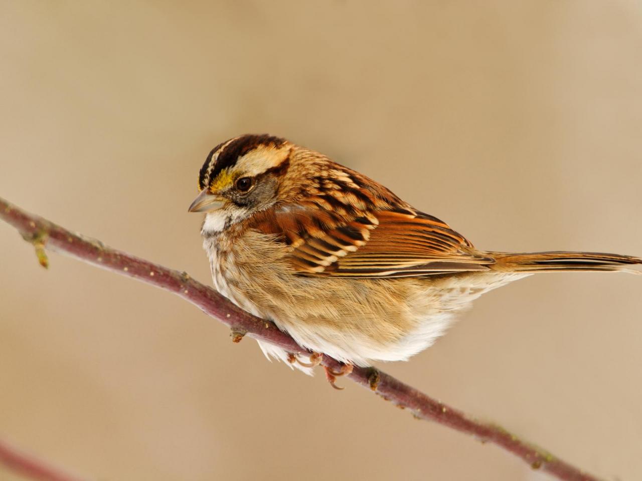 обои White-Throated Sparrow фото