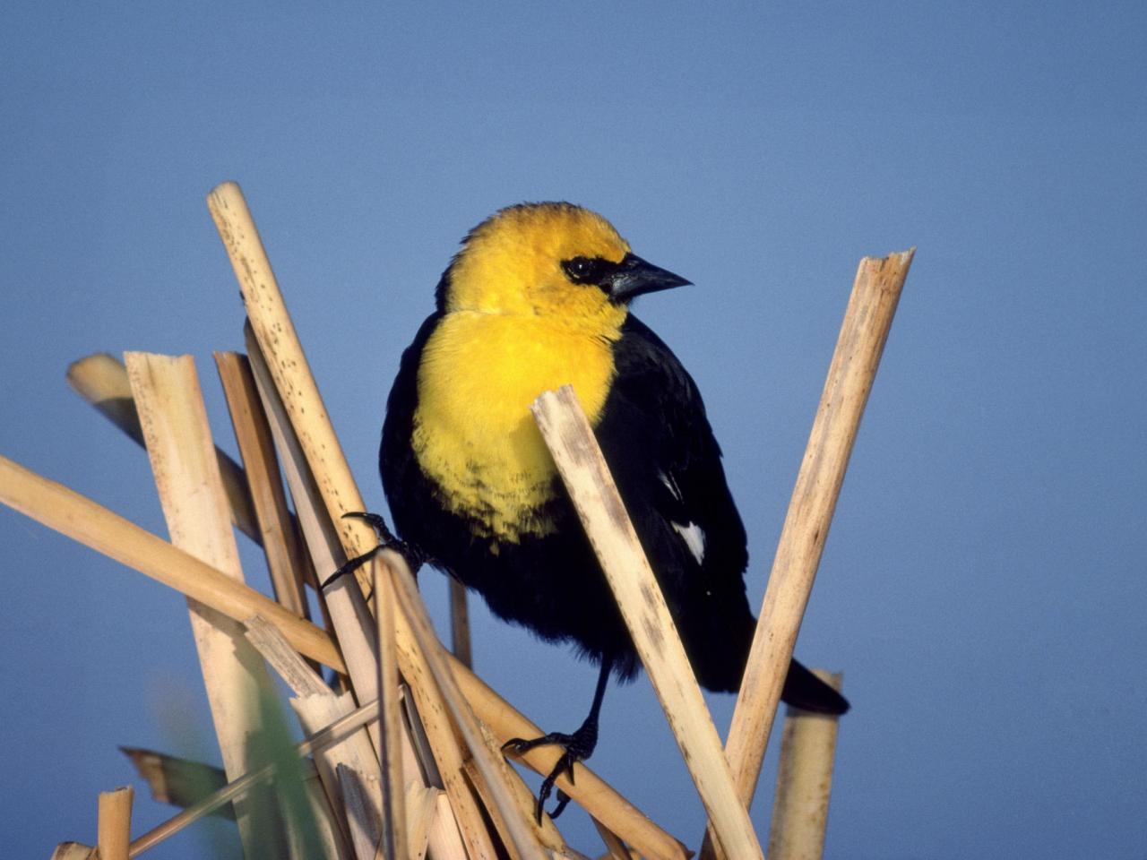 обои Yellow-Headed Blackbird фото