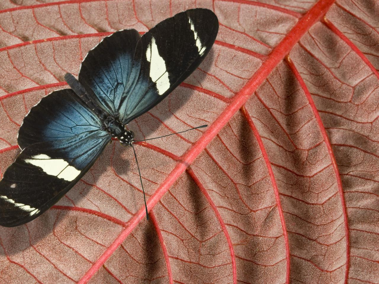 обои Blue on Pink, Sarah Longwing фото