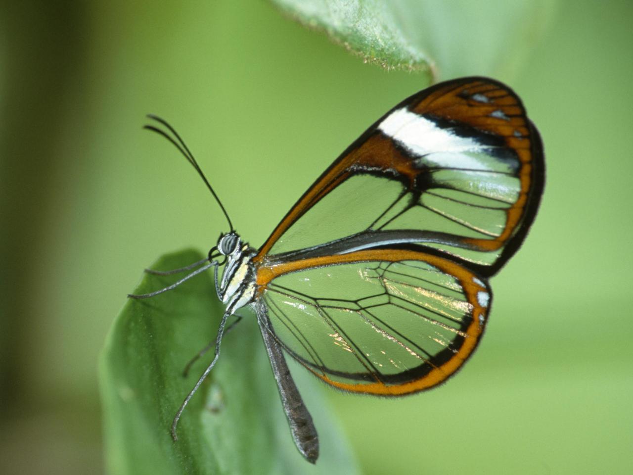 обои Clear Wing Butterfly фото