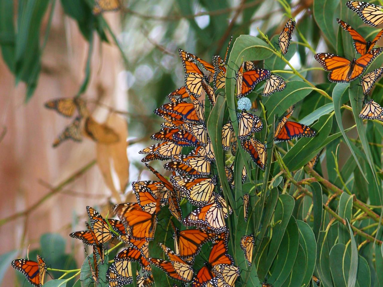 обои Monterey Butterflies фото