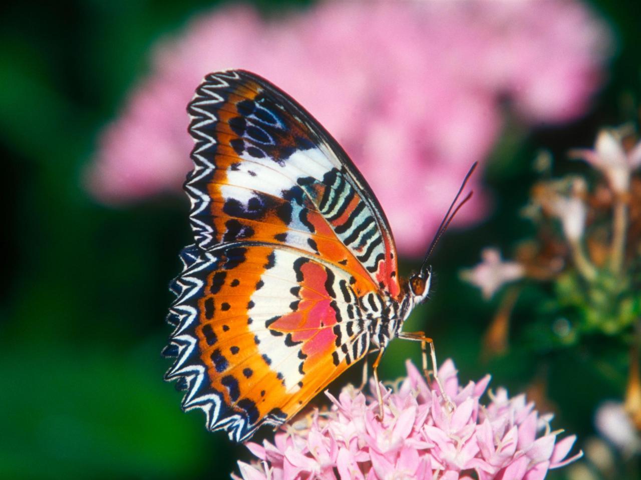 обои Red Lacewing Butterfly фото