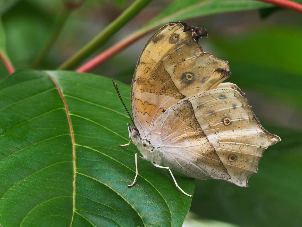 обои Salamis Parhassus, Central Africa фото