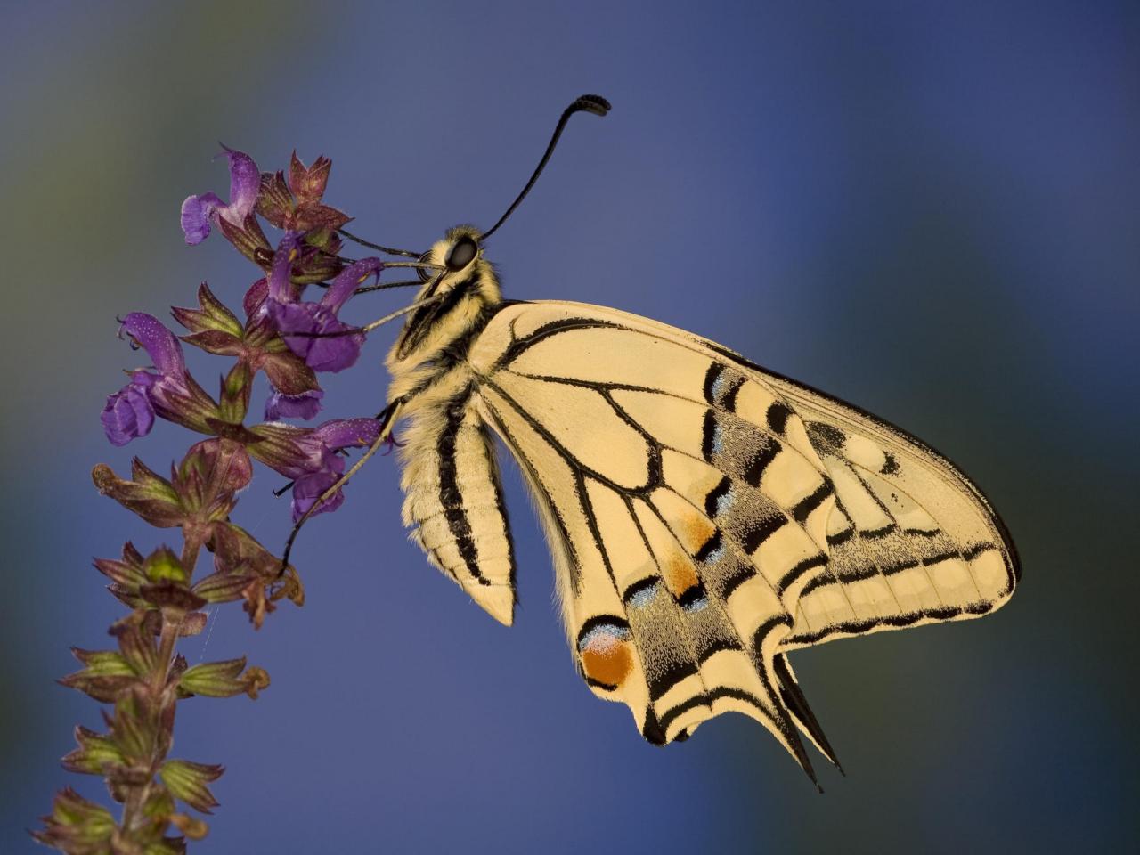 обои Swallowtail Butterfly фото