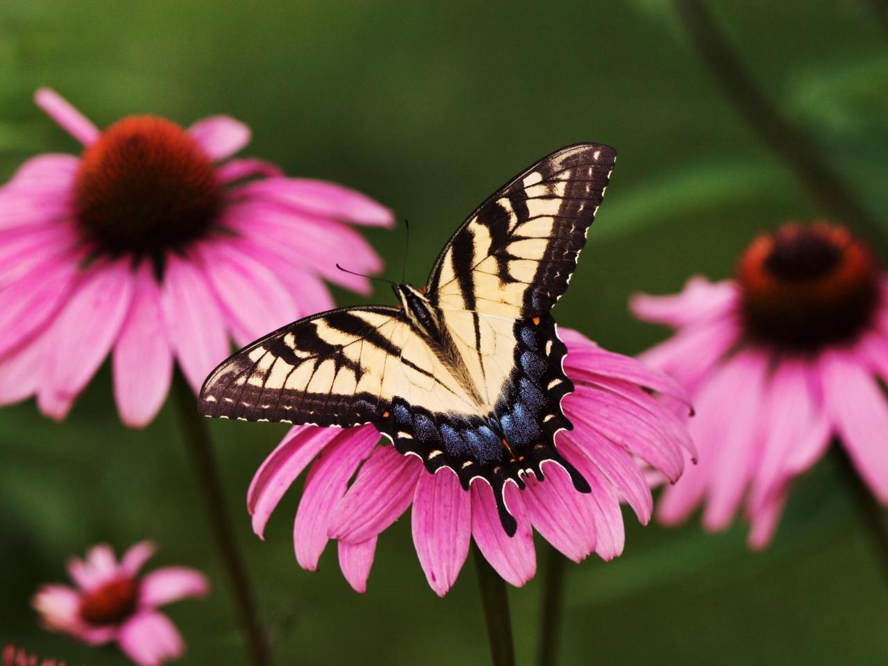 обои Tiger Swallowtail Butterfly on a Purple Coneflower фото