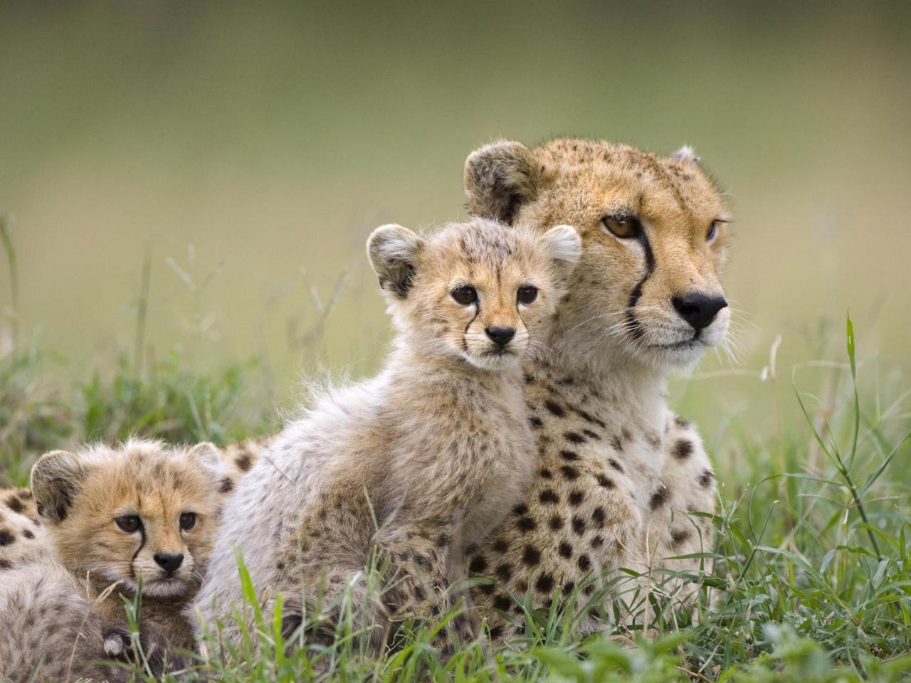 обои Cheetah Mother and Cubs, Maasai Mara Reserve фото