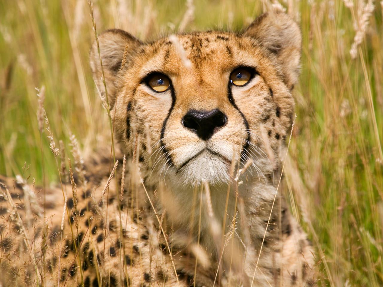 обои Male Cheetah, Wildlife Heritage Foundation, United Kingdom фото