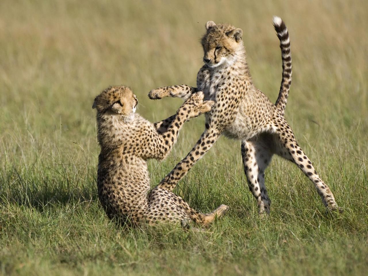 обои Playful Cheetahs, Masai Mara National Reserve, Kenya фото