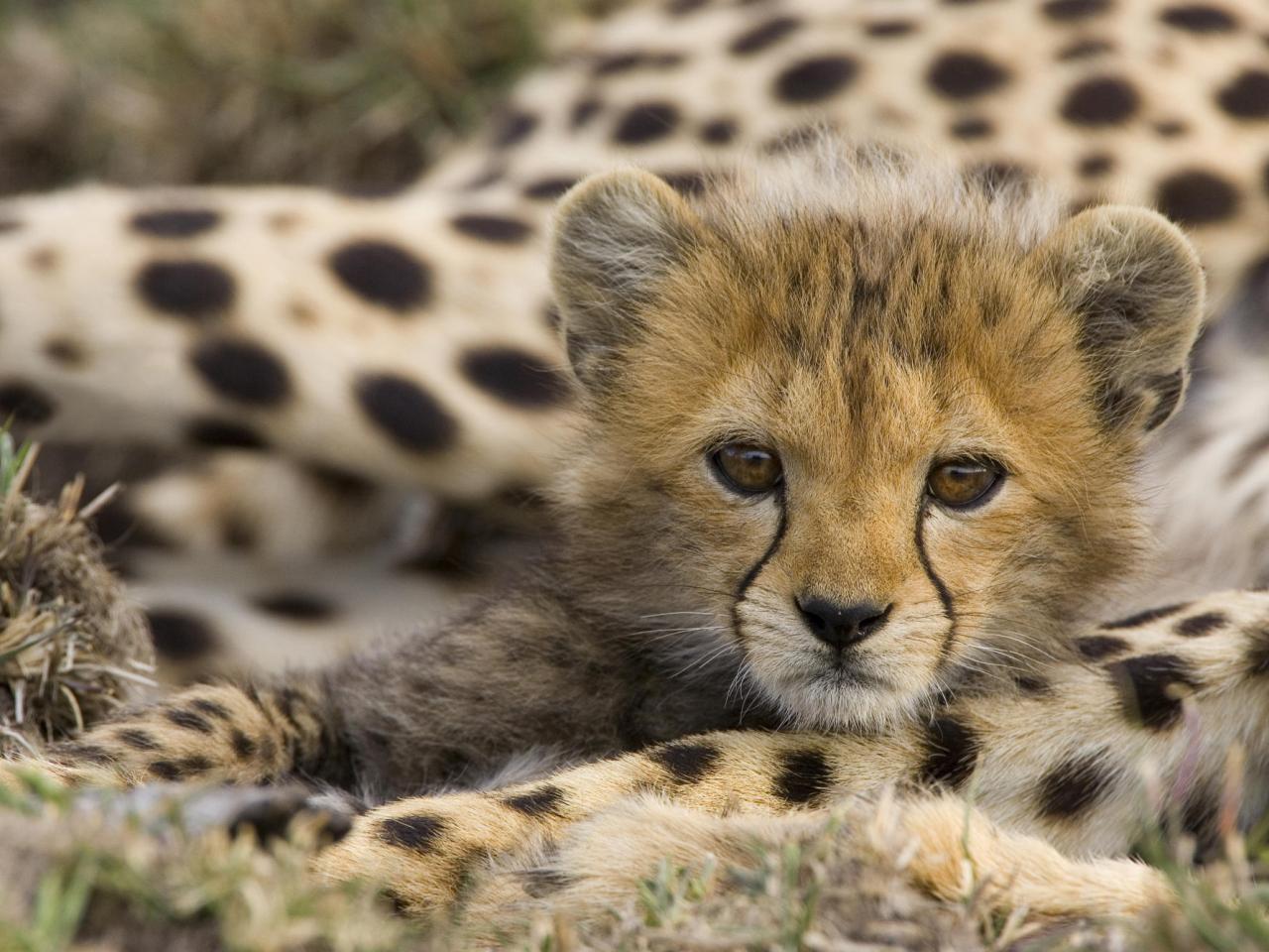 обои Portrait of a Cheetah Cub, Kenya фото