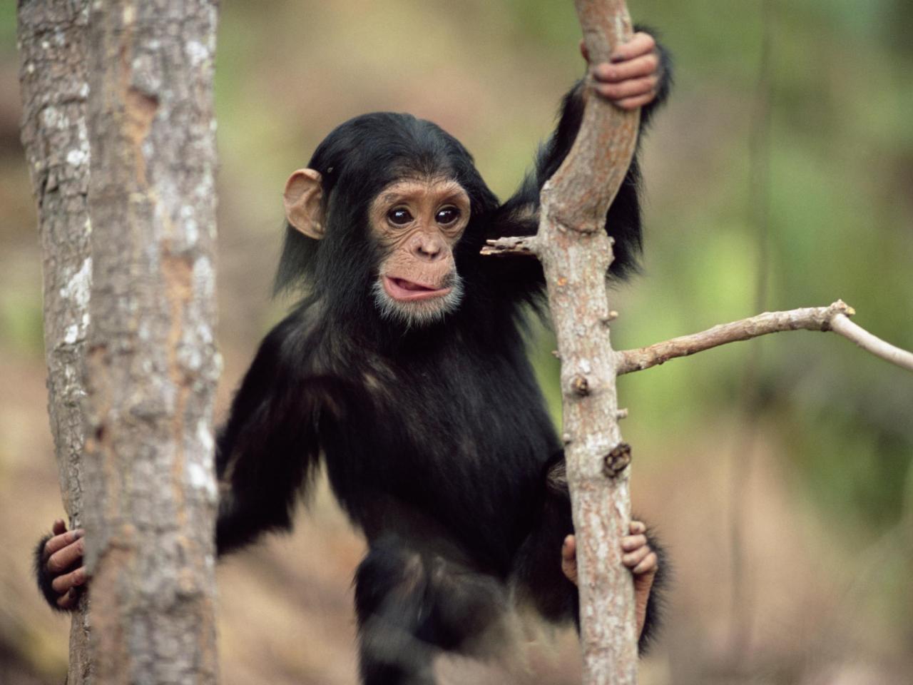 обои Young Chimpanzee Climbing, Gombe National Park, Tanzania фото