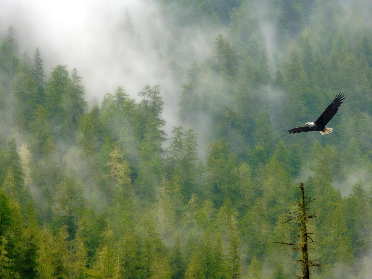 обои Bald Eagle and Foggy Forest, Mount Rainier фото