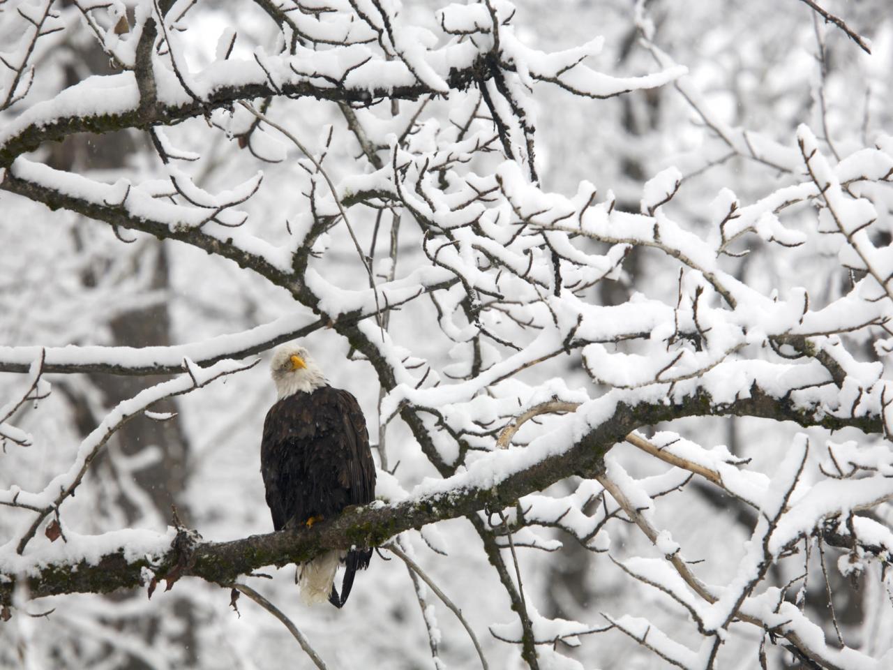 обои Chilkat Bald Eagle Preserve, Alaska фото