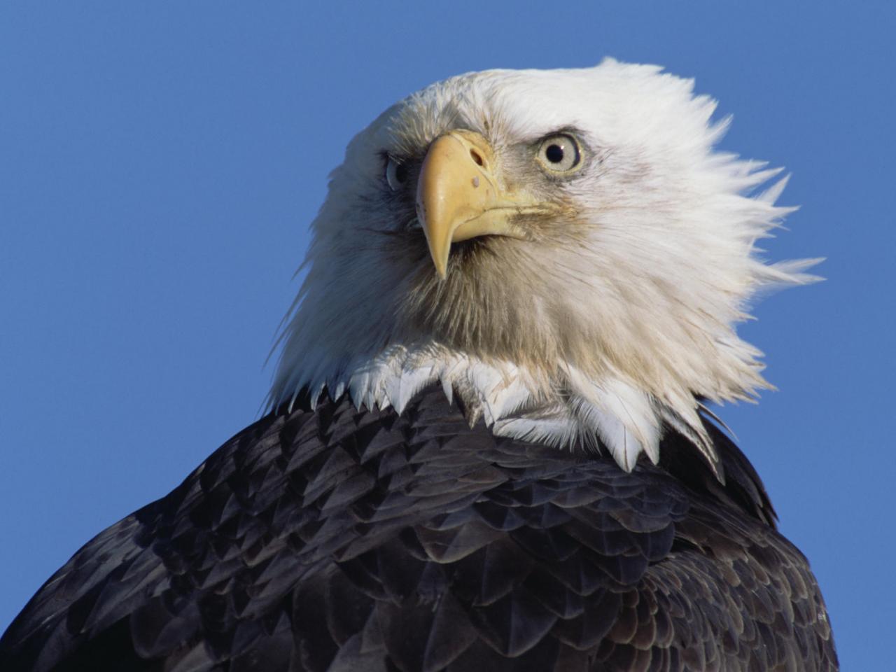 обои Intense Stare, Bald Eagle фото