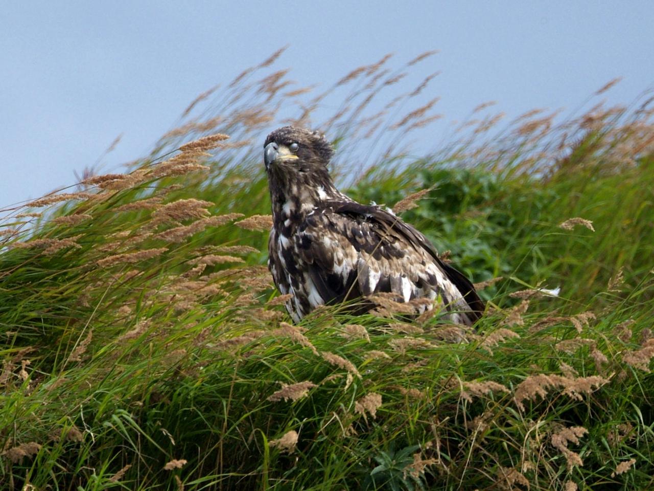 обои Juvenile Bald Eagle, McNeil River, Alaska фото