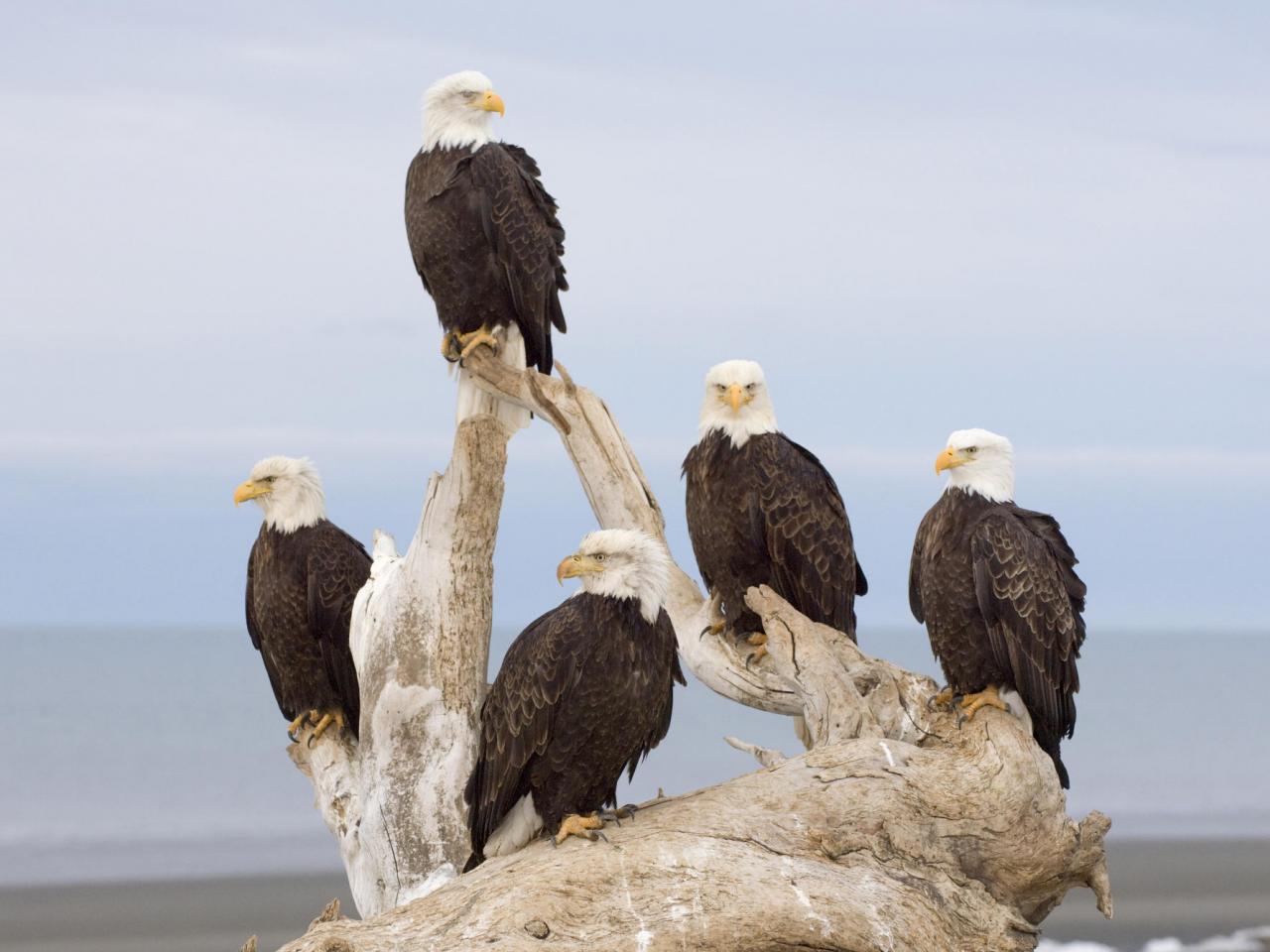 обои Kachemak Bay, Kenai Peninsula, Alaska фото