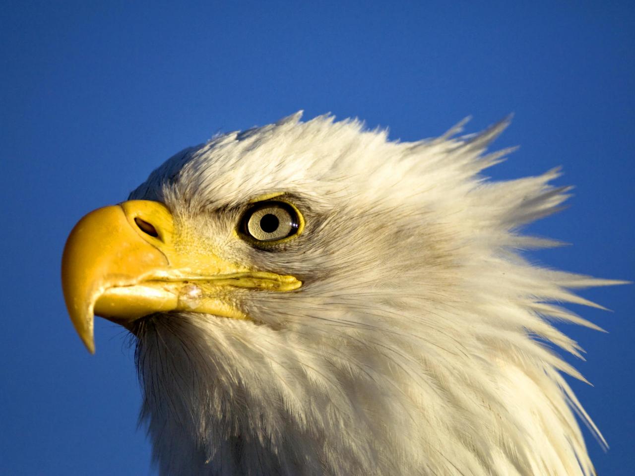 обои Profile of a Bald Eagle фото