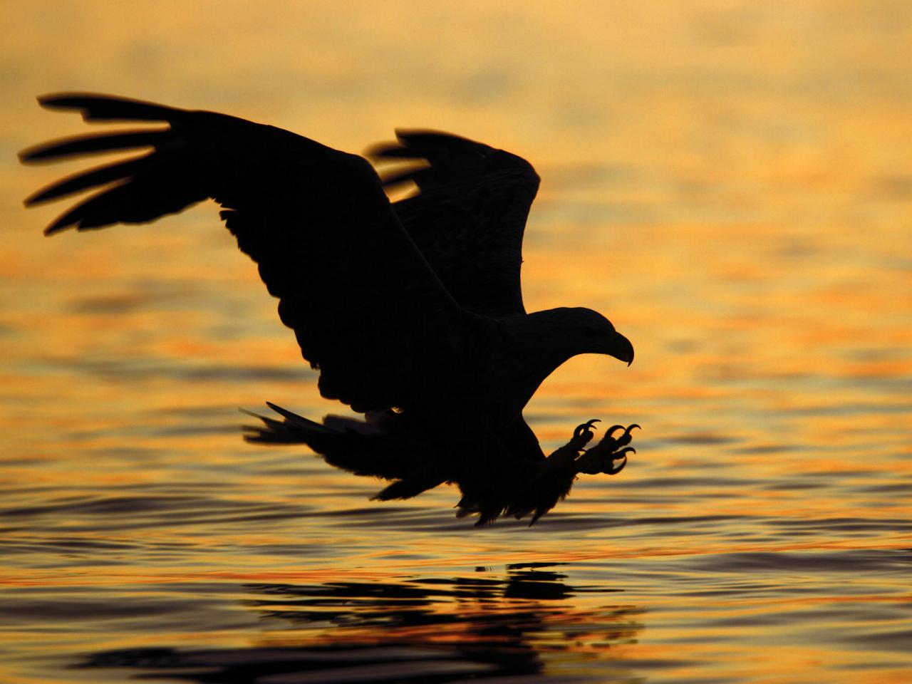 обои Striking at Sunset, White-tailed Eagle, Norway фото