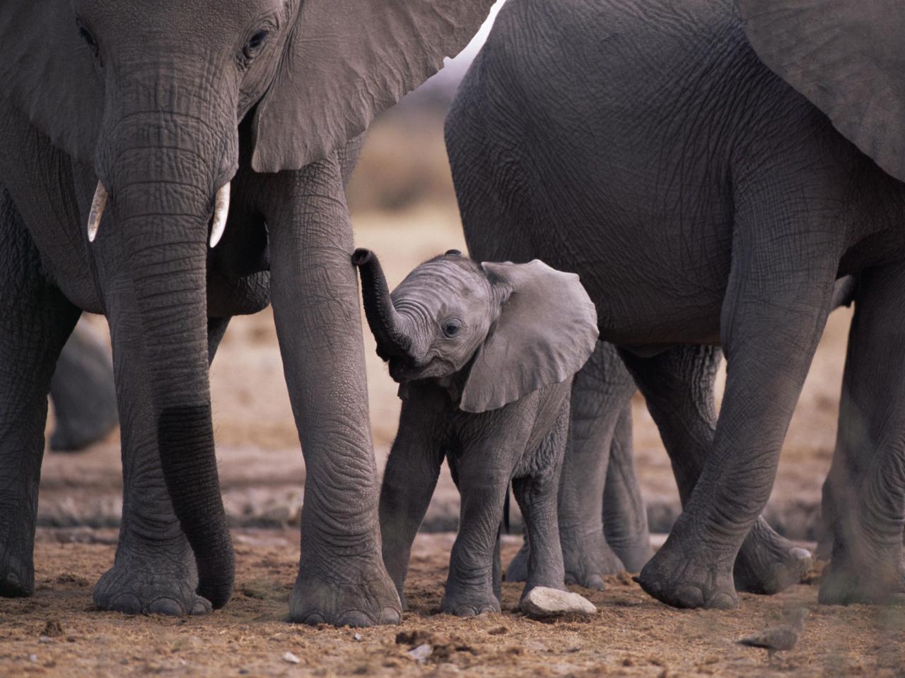 обои African Elephant Calf With Herd фото