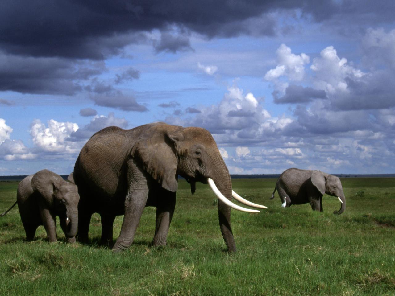 обои African Elephants, Amboseli National Park, Kenya фото