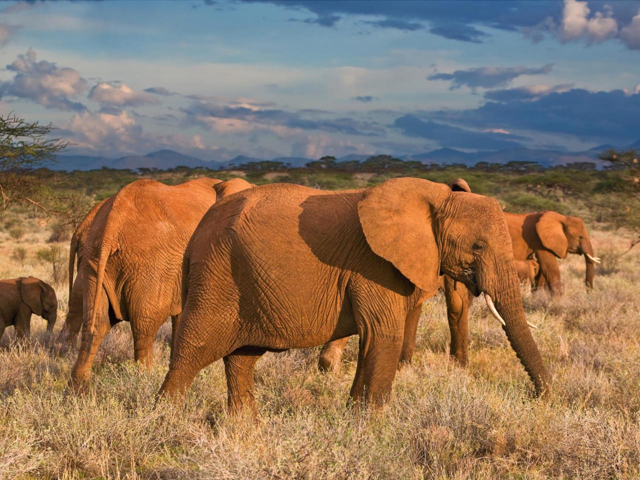 обои African Elephants, Samburu National Reserve, Kenya фото