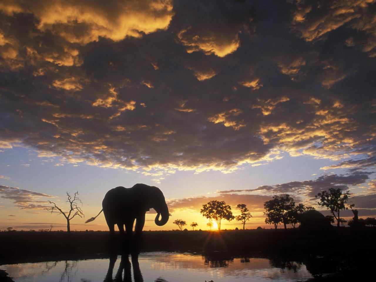 обои Elephant Silhouetted at Sunset, Chobe National Park фото