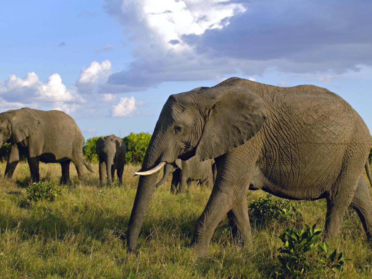 обои Herd of African Elephants, Masai Mara Game фото