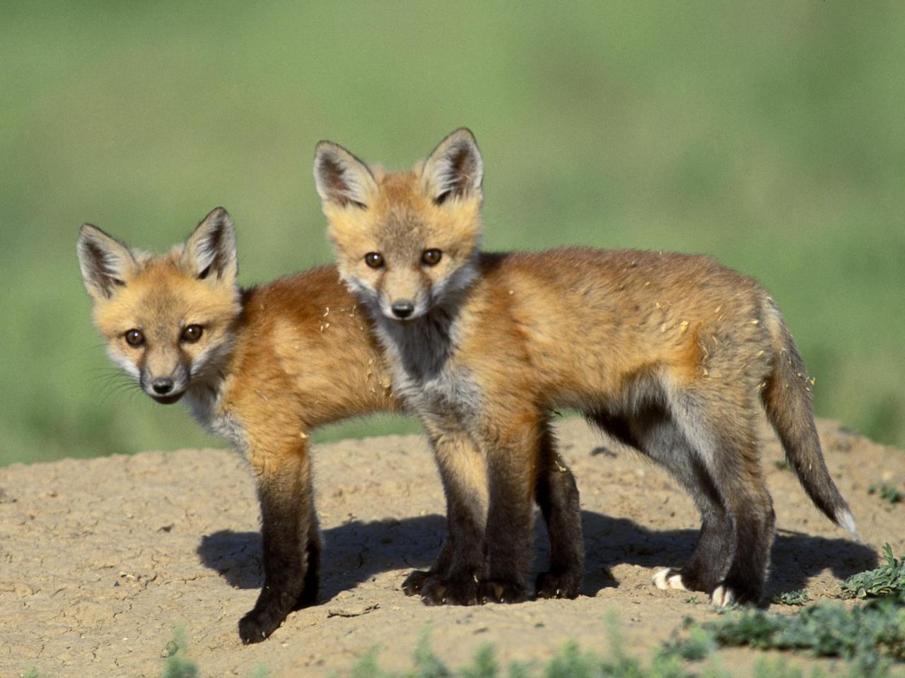 обои Red Fox Cubs фото