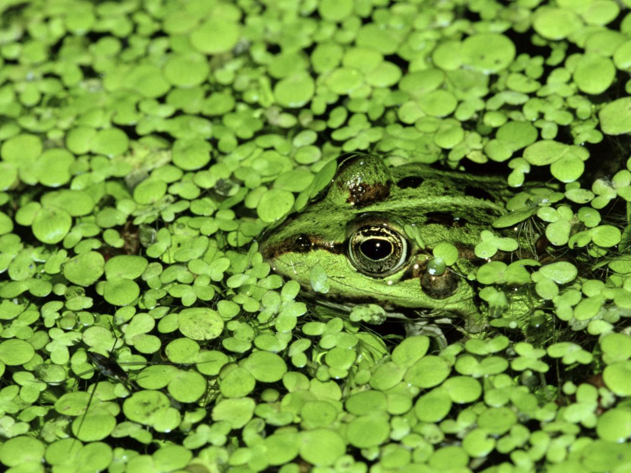 обои Camouflage Frog фото