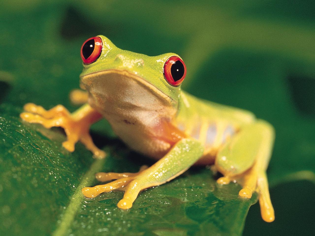 обои Colorful Red-Eyed Tree Frog фото