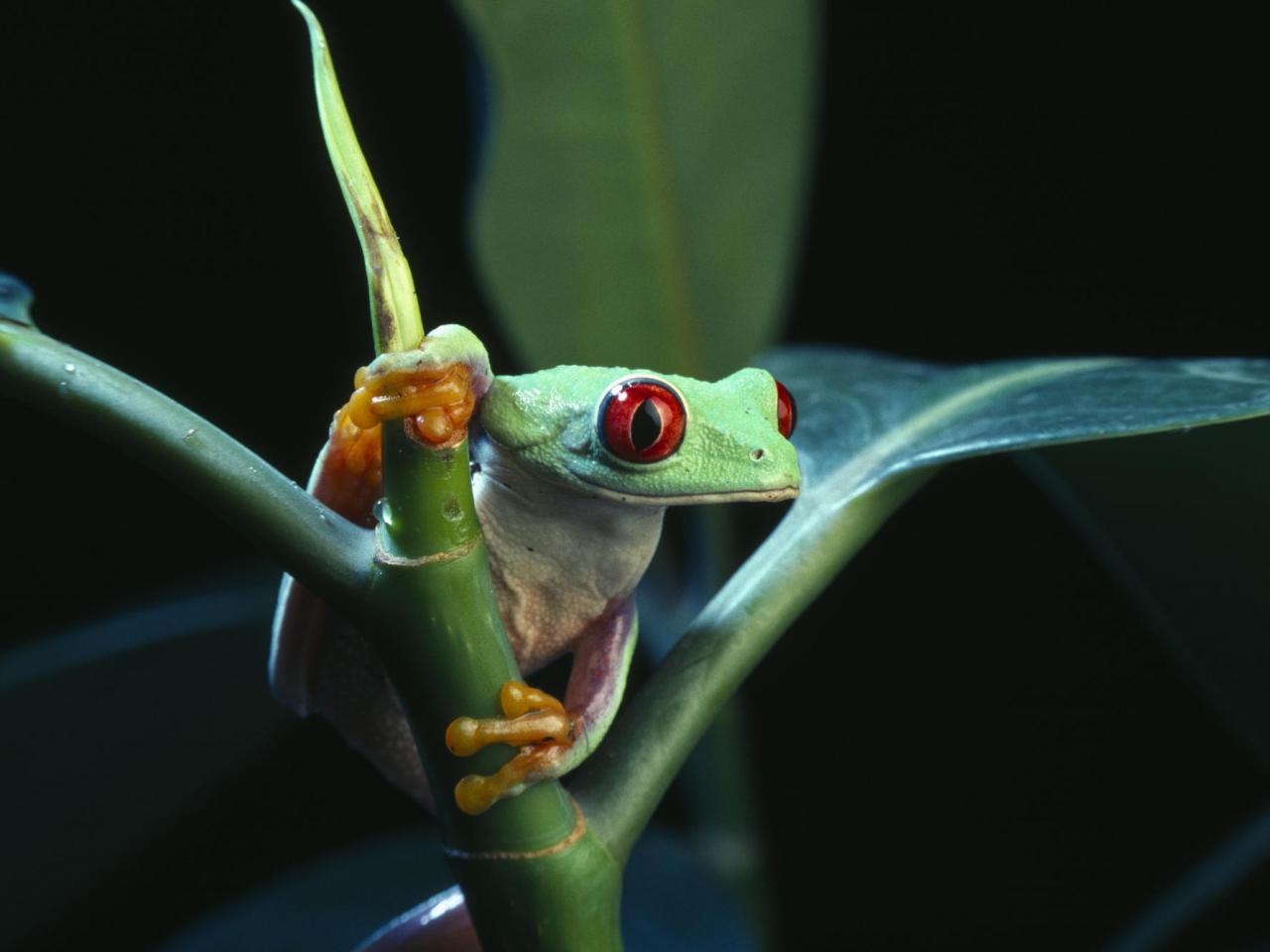 обои Red-Eyed Tree Frog фото