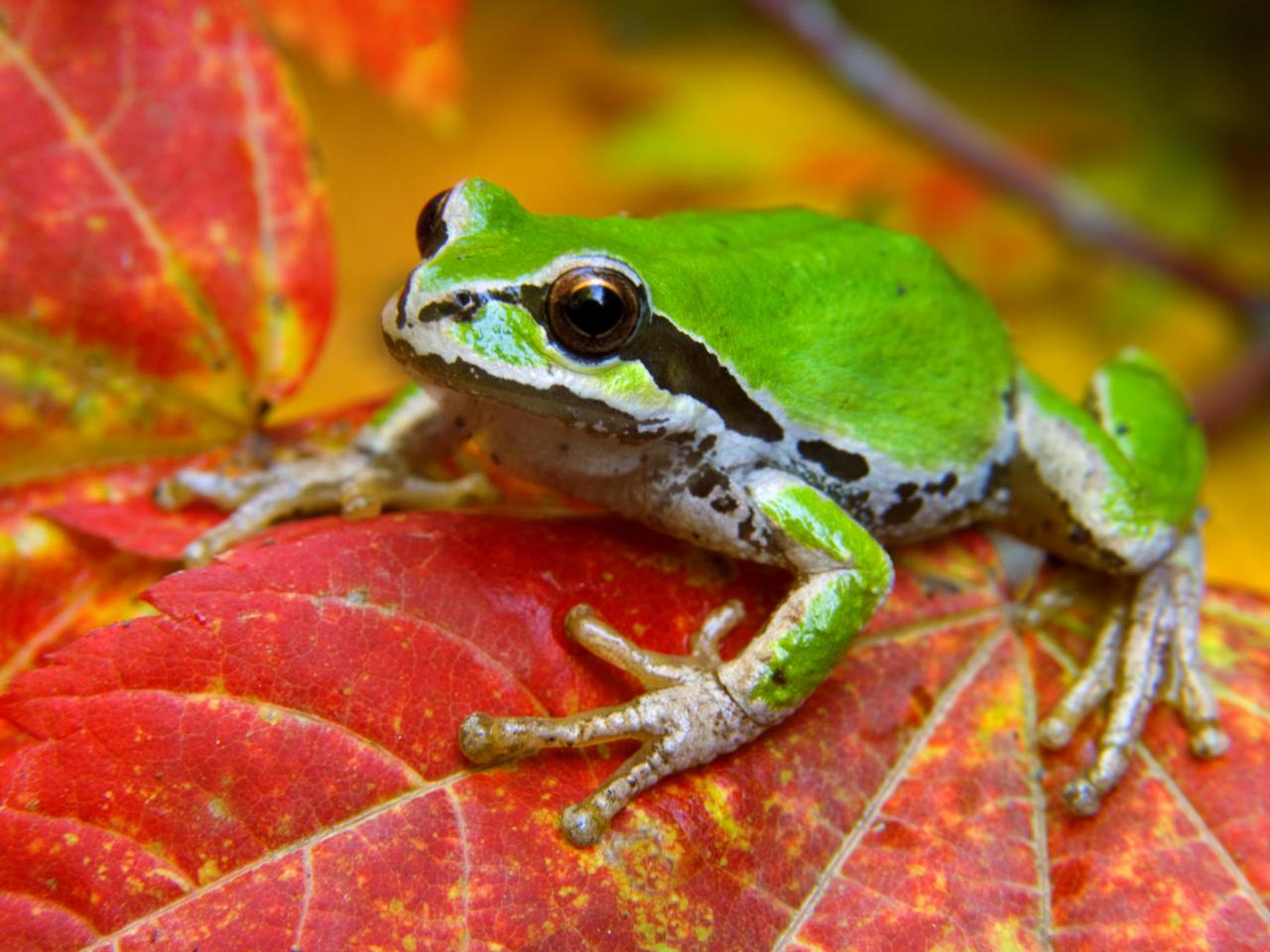 обои Tree Frog on a Vine Maple Leaf фото