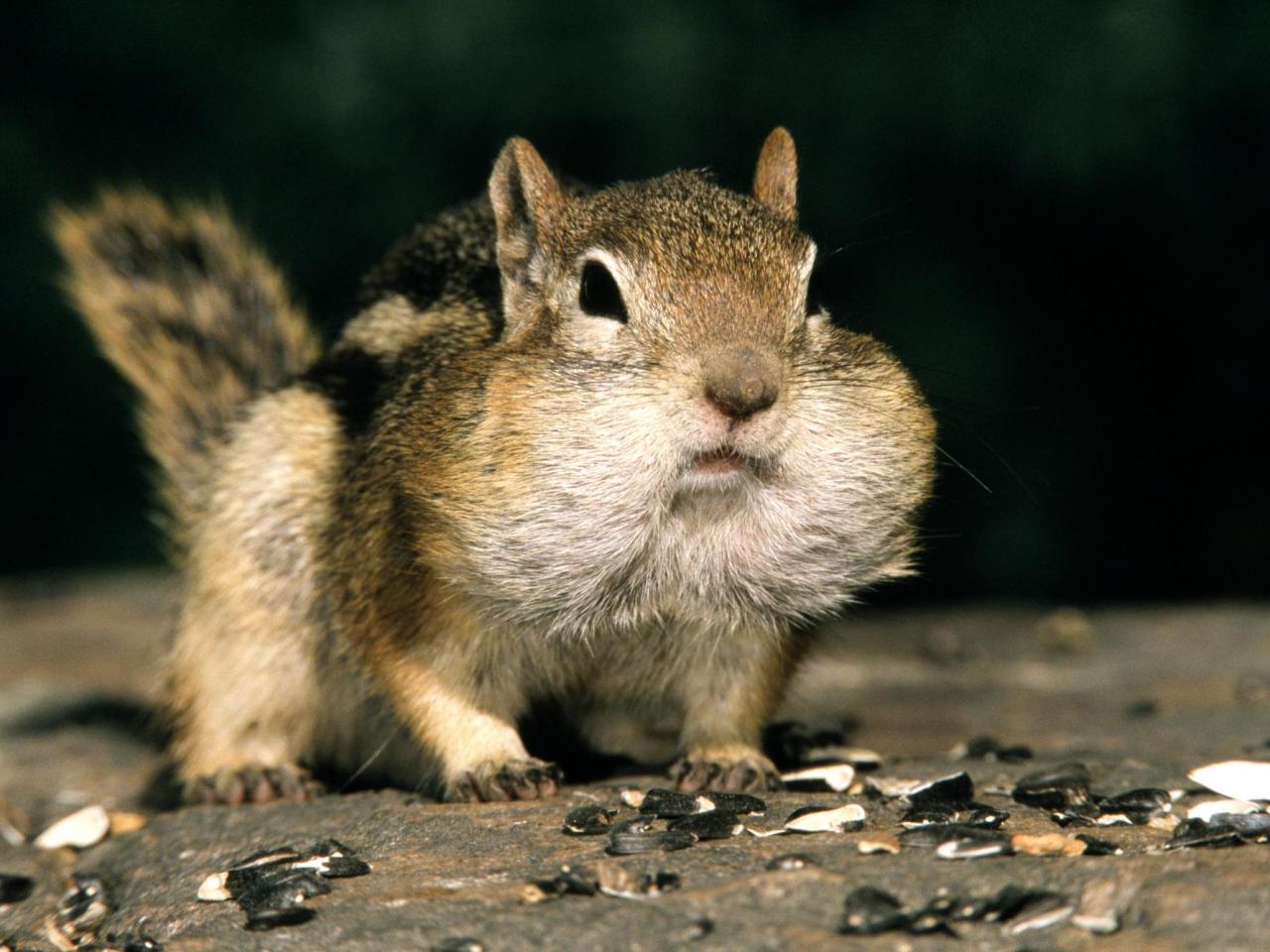 обои Golden-Mantled Ground Squirrel фото