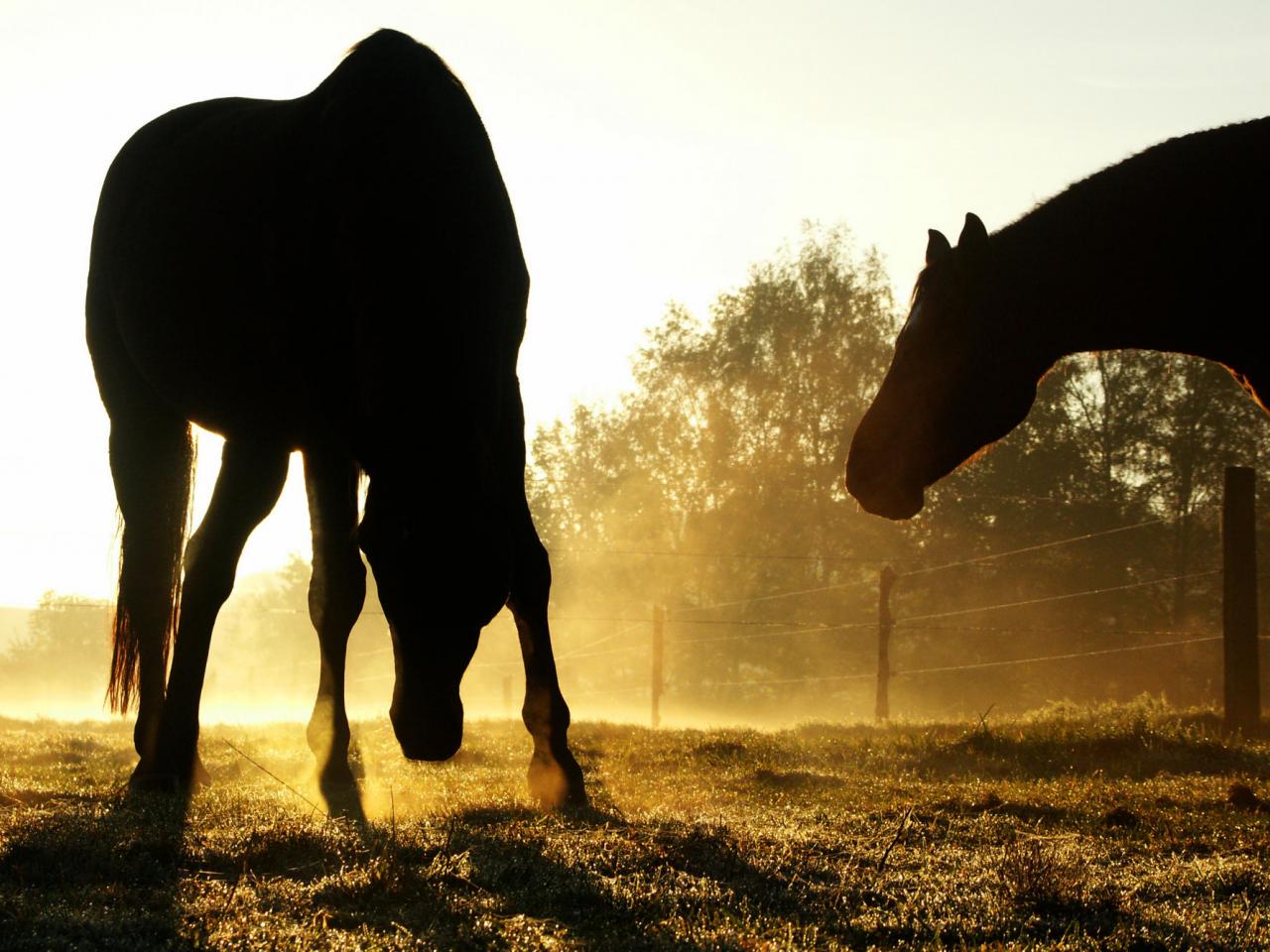 обои Backlit Horses, Duesseldorf, Germany фото