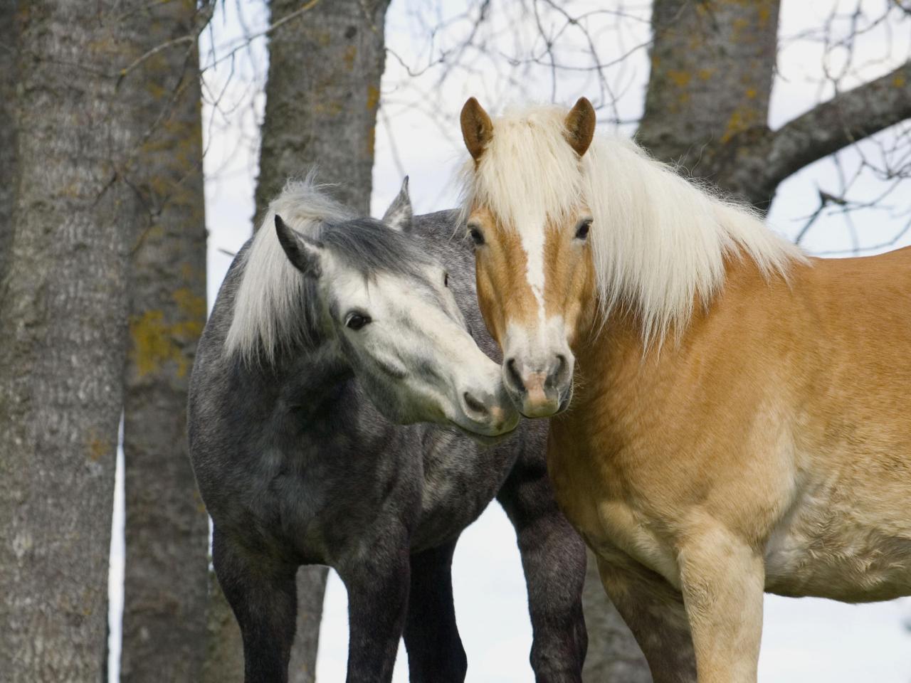 обои Connemara Horses, Sweden фото