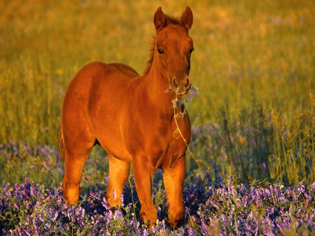 обои Quarter Horse Filly фото