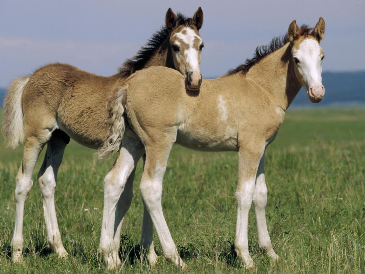 обои Spanish Mustangs, Wyoming фото