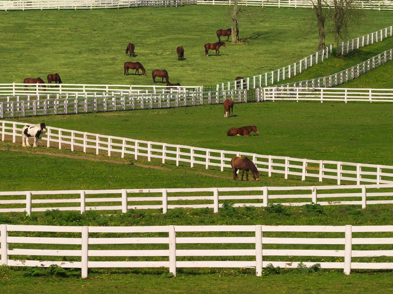 обои Thoroughbred Horses, Lexington, Kentucky фото