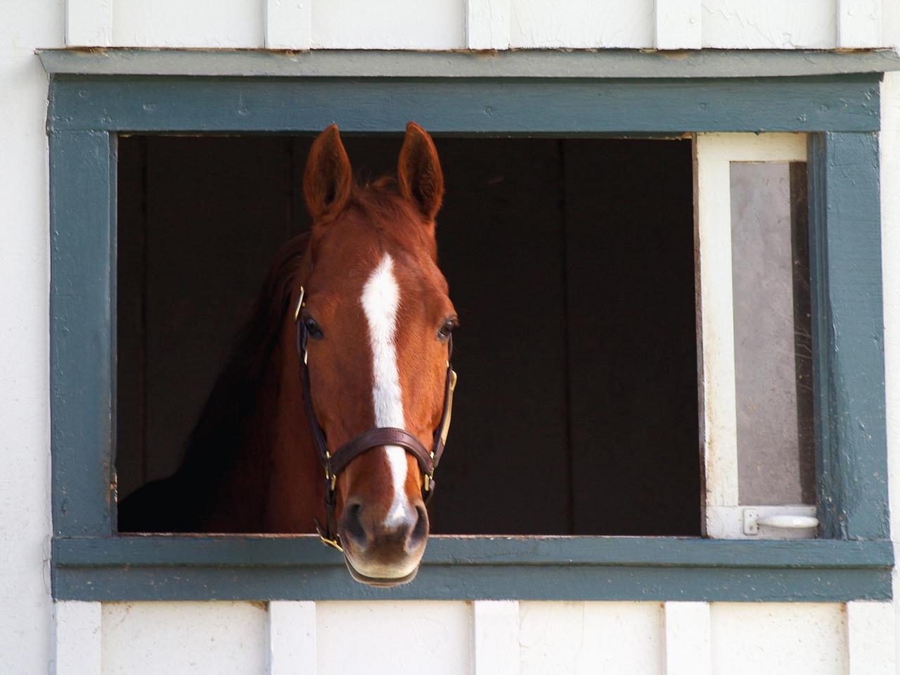 обои Thoroughbred Race Horse, Lexington, Kentucky фото