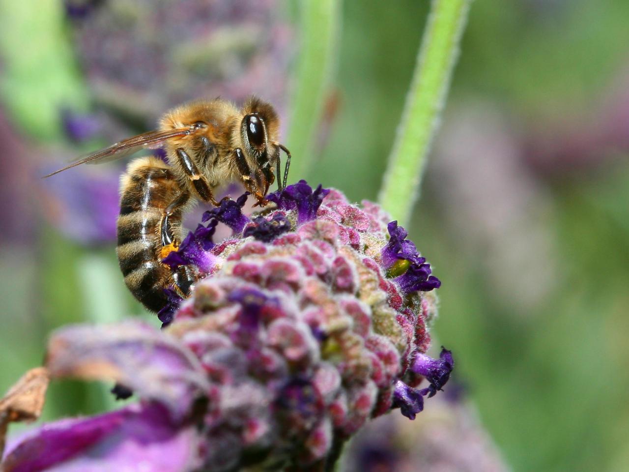 обои Bee on Lavender фото