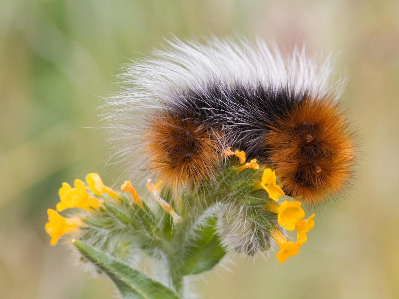 обои Caterpillar on Flower, Oregon фото