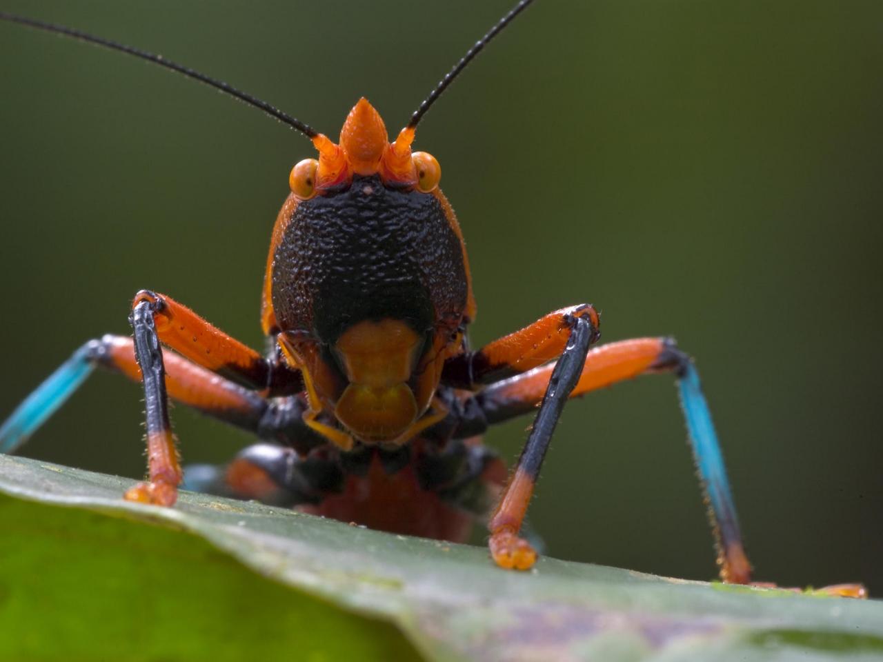 обои Katydid, Guinea, West Africa фото