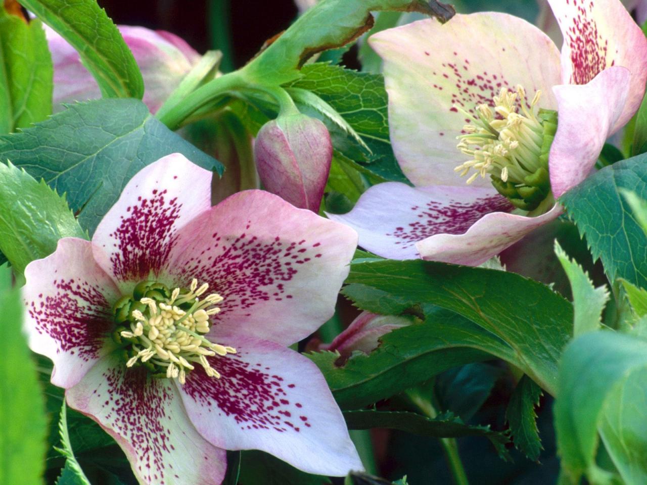 обои Lenton Rose фото