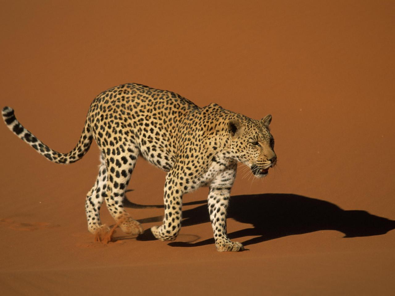 обои Leopard Walking Over Sand, Naukluft National Park фото